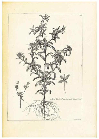 Reproducción/Reproduction 48583622766: [Recueil des plantes dessinées et gravées par ordre du roi Louis XIV].. Paris :Impr. royale,1786. 