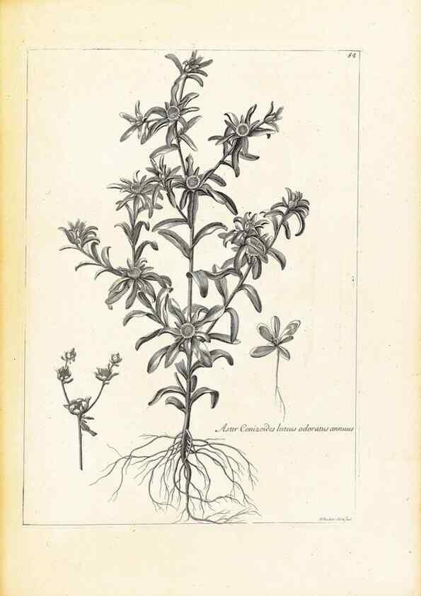 Reproducción/Reproduction 48583622766: [Recueil des plantes dessinées et gravées par ordre du roi Louis XIV].. Paris :Impr. royale,1786. 