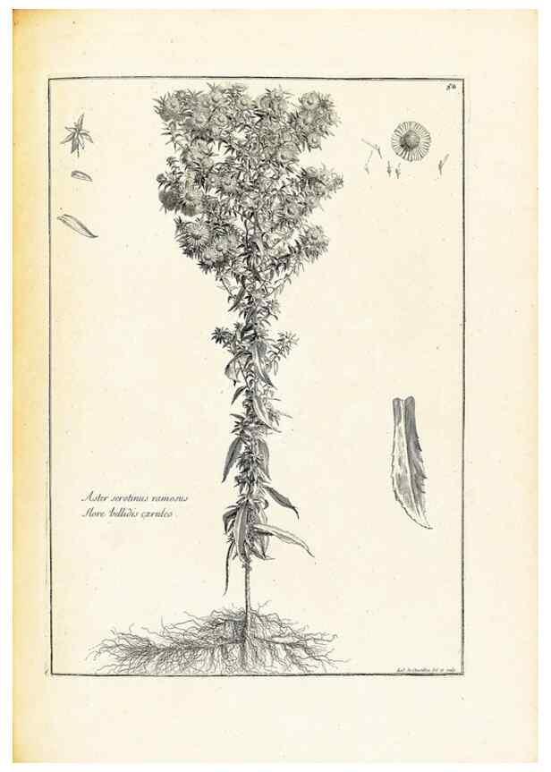 Reproducción/Reproduction 48583774737: [Recueil des plantes dessinées et gravées par ordre du roi Louis XIV].. Paris :Impr. royale,1786. 