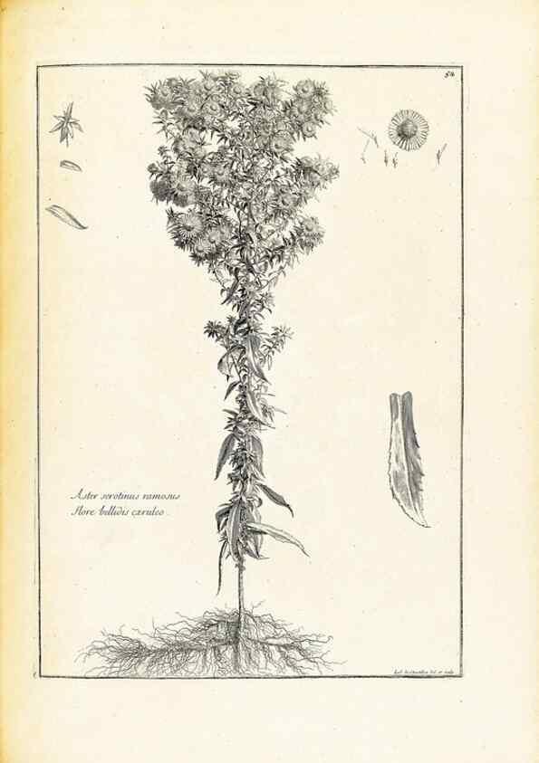 Reproducción/Reproduction 48583774737: [Recueil des plantes dessinées et gravées par ordre du roi Louis XIV].. Paris :Impr. royale,1786. 