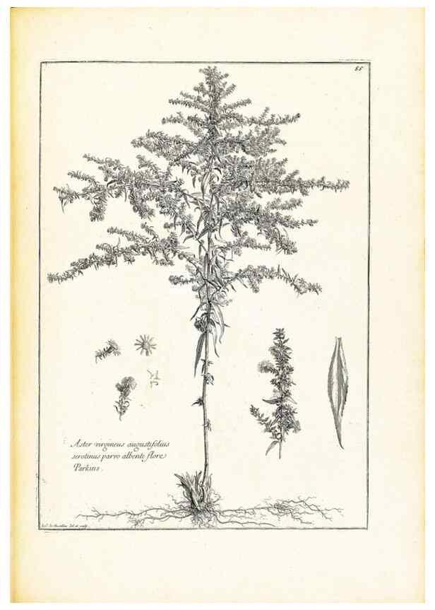 Reproducción/Reproduction 48583623771: [Recueil des plantes dessinées et gravées par ordre du roi Louis XIV].. Paris :Impr. royale,1786. 