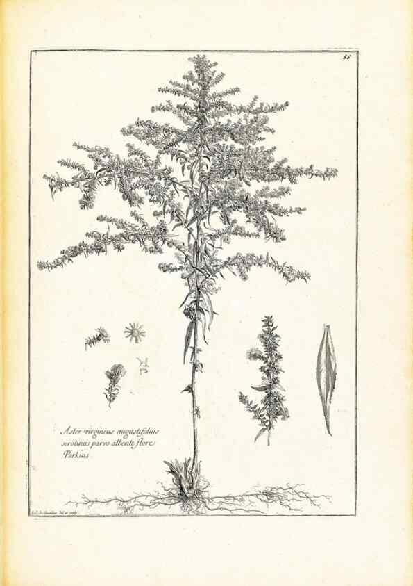 Reproducción/Reproduction 48583623771: [Recueil des plantes dessinées et gravées par ordre du roi Louis XIV].. Paris :Impr. royale,1786. 