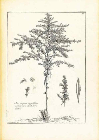 Reproducción/Reproduction 48583623771: [Recueil des plantes dessinées et gravées par ordre du roi Louis XIV].. Paris :Impr. royale,1786. 