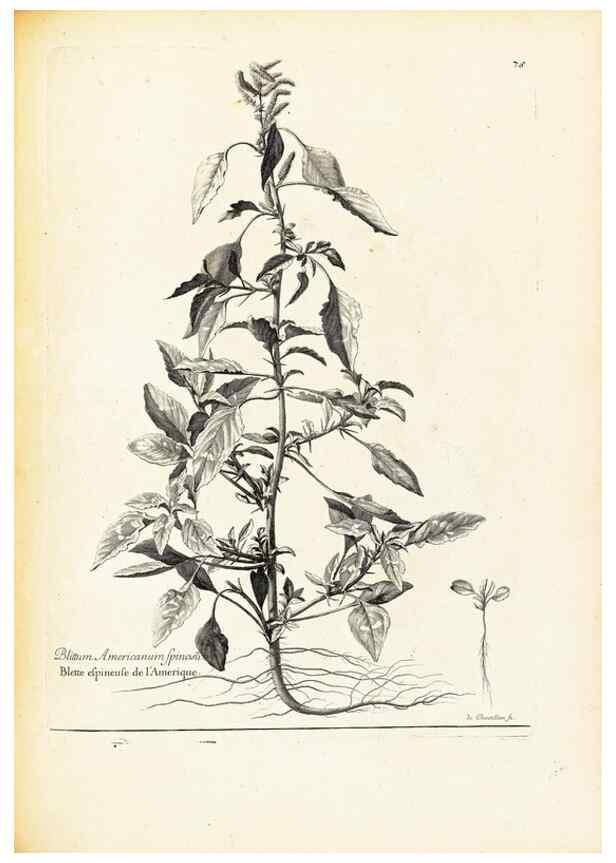Reproducción/Reproduction 48583659631: [Recueil des plantes dessinées et gravées par ordre du roi Louis XIV].. Paris :Impr. royale,1786. 