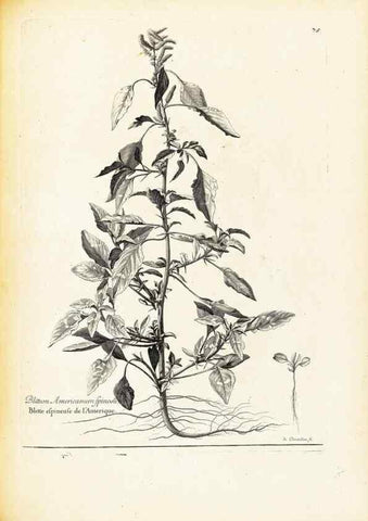 Reproducción/Reproduction 48583659631: [Recueil des plantes dessinées et gravées par ordre du roi Louis XIV].. Paris :Impr. royale,1786. 
