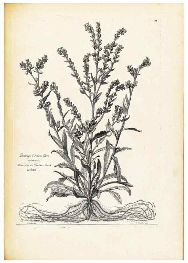 Reproducción/Reproduction 48583660081: [Recueil des plantes dessinées et gravées par ordre du roi Louis XIV].. Paris :Impr. royale,1786. 