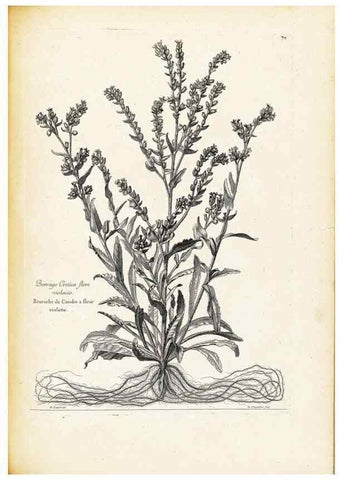 Reproducción/Reproduction 48583660081: [Recueil des plantes dessinées et gravées par ordre du roi Louis XIV].. Paris :Impr. royale,1786. 