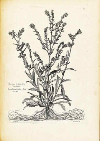 Reproducción/Reproduction 48583660081: [Recueil des plantes dessinées et gravées par ordre du roi Louis XIV].. Paris :Impr. royale,1786. 