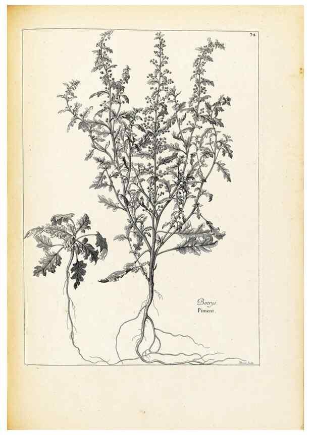 Reproducción/Reproduction 48583660681: [Recueil des plantes dessinées et gravées par ordre du roi Louis XIV].. Paris :Impr. royale,1786. 