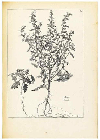 Reproducción/Reproduction 48583660681: [Recueil des plantes dessinées et gravées par ordre du roi Louis XIV].. Paris :Impr. royale,1786. 