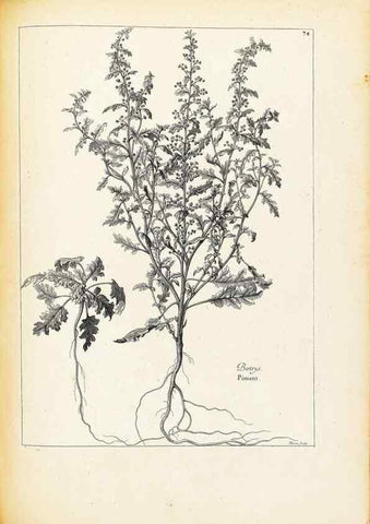 Reproducción/Reproduction 48583660681: [Recueil des plantes dessinées et gravées par ordre du roi Louis XIV].. Paris :Impr. royale,1786. 