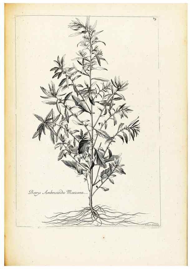 Reproducción/Reproduction 48583813362: [Recueil des plantes dessinées et gravées par ordre du roi Louis XIV].. Paris :Impr. royale,1786. 