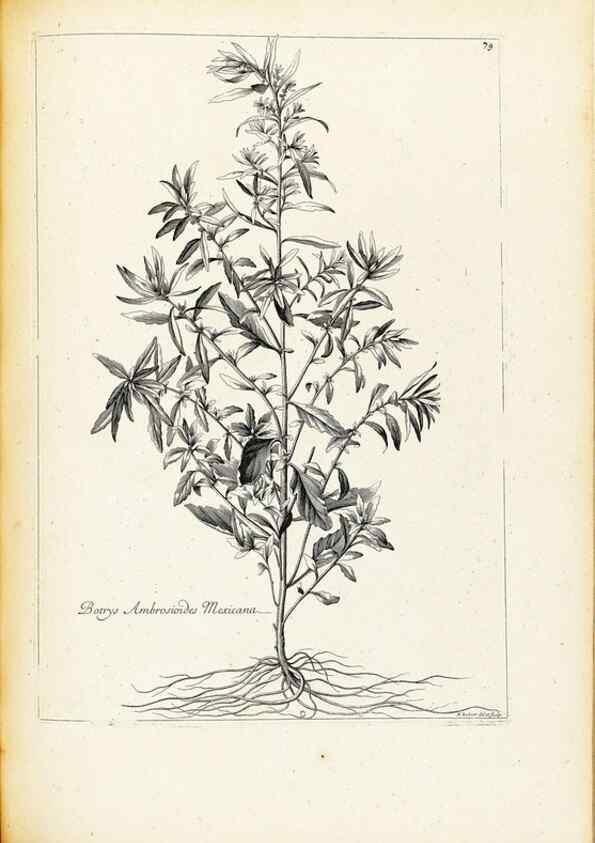 Reproducción/Reproduction 48583813362: [Recueil des plantes dessinées et gravées par ordre du roi Louis XIV].. Paris :Impr. royale,1786. 