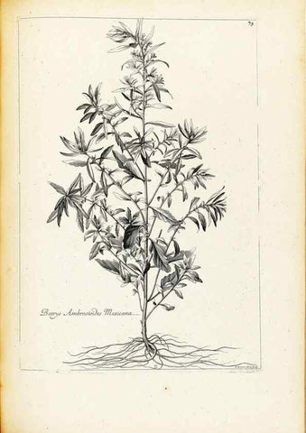 Reproducción/Reproduction 48583813362: [Recueil des plantes dessinées et gravées par ordre du roi Louis XIV].. Paris :Impr. royale,1786. 