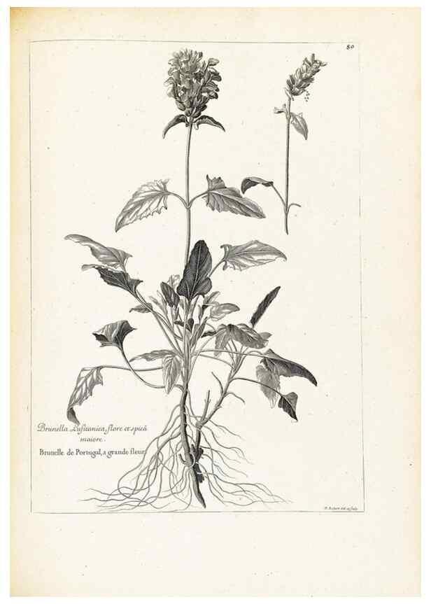 Reproducción/Reproduction 48583661491: [Recueil des plantes dessinées et gravées par ordre du roi Louis XIV].. Paris :Impr. royale,1786. 