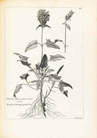 Reproducción/Reproduction 48583661491: [Recueil des plantes dessinées et gravées par ordre du roi Louis XIV].. Paris :Impr. royale,1786. 
