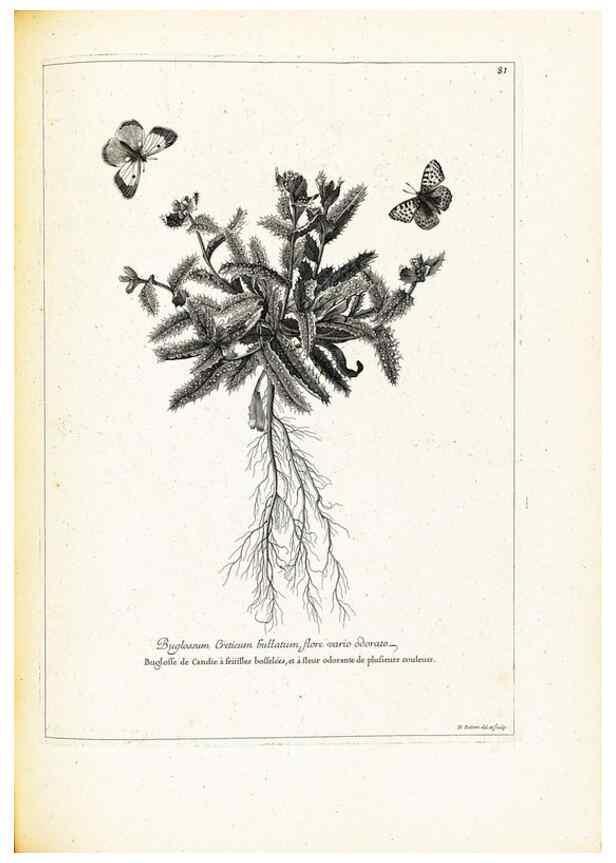 Reproducción/Reproduction 48583814227: [Recueil des plantes dessinées et gravées par ordre du roi Louis XIV].. Paris :Impr. royale,1786. 