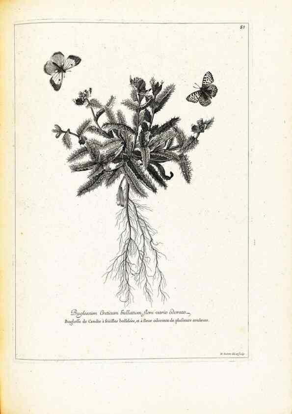 Reproducción/Reproduction 48583814227: [Recueil des plantes dessinées et gravées par ordre du roi Louis XIV].. Paris :Impr. royale,1786. 