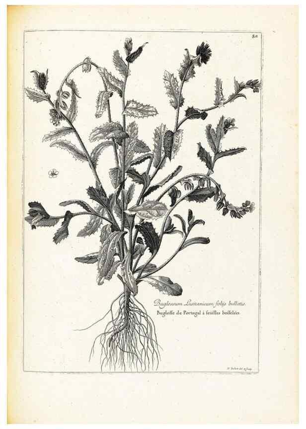 Reproducción/Reproduction 48583662431: [Recueil des plantes dessinées et gravées par ordre du roi Louis XIV].. Paris :Impr. royale,1786. 