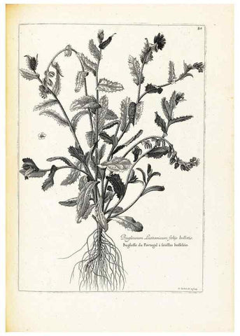 Reproducción/Reproduction 48583662431: [Recueil des plantes dessinées et gravées par ordre du roi Louis XIV].. Paris :Impr. royale,1786. 