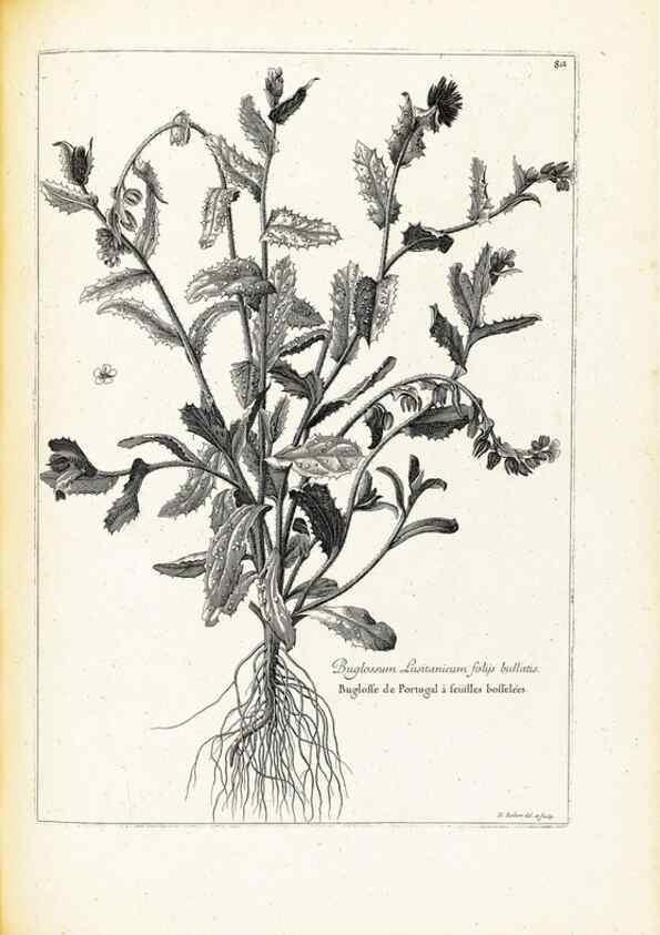 Reproducción/Reproduction 48583662431: [Recueil des plantes dessinées et gravées par ordre du roi Louis XIV].. Paris :Impr. royale,1786. 