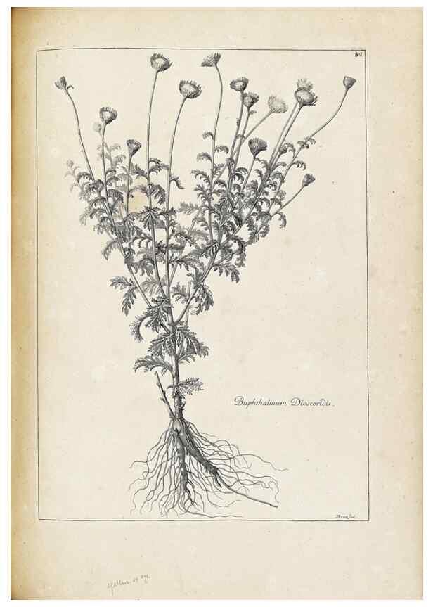 Reproducción/Reproduction 48583815217: [Recueil des plantes dessinées et gravées par ordre du roi Louis XIV].. Paris :Impr. royale,1786. 