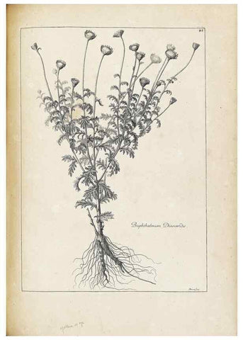 Reproducción/Reproduction 48583815217: [Recueil des plantes dessinées et gravées par ordre du roi Louis XIV].. Paris :Impr. royale,1786. 