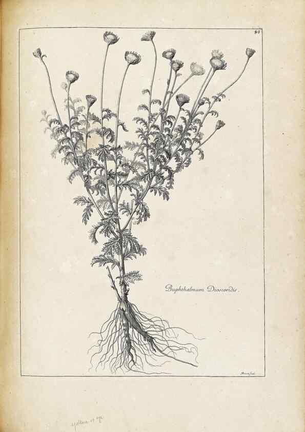Reproducción/Reproduction 48583815217: [Recueil des plantes dessinées et gravées par ordre du roi Louis XIV].. Paris :Impr. royale,1786. 