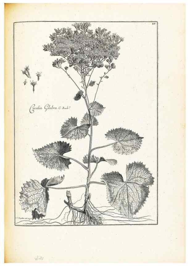 Reproducción/Reproduction 48583815597: [Recueil des plantes dessinées et gravées par ordre du roi Louis XIV].. Paris :Impr. royale,1786. 