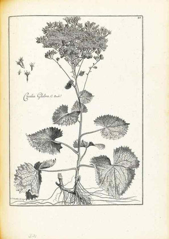 Reproducción/Reproduction 48583815597: [Recueil des plantes dessinées et gravées par ordre du roi Louis XIV].. Paris :Impr. royale,1786. 