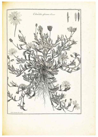Reproducción/Reproduction 48583816127: [Recueil des plantes dessinées et gravées par ordre du roi Louis XIV].. Paris :Impr. royale,1786. 