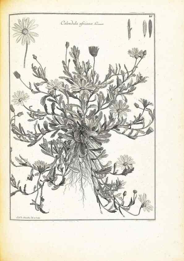 Reproducción/Reproduction 48583816127: [Recueil des plantes dessinées et gravées par ordre du roi Louis XIV].. Paris :Impr. royale,1786. 