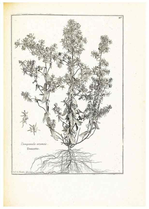 Reproducción/Reproduction 48583816592: [Recueil des plantes dessinées et gravées par ordre du roi Louis XIV].. Paris :Impr. royale,1786. 