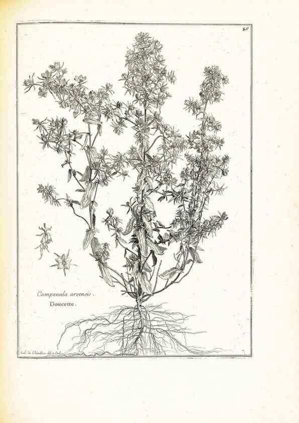 Reproducción/Reproduction 48583816592: [Recueil des plantes dessinées et gravées par ordre du roi Louis XIV].. Paris :Impr. royale,1786. 