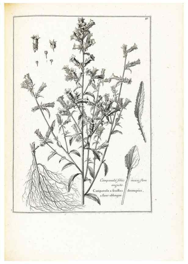 Reproducción/Reproduction 48583817092: [Recueil des plantes dessinées et gravées par ordre du roi Louis XIV].. Paris :Impr. royale,1786. 