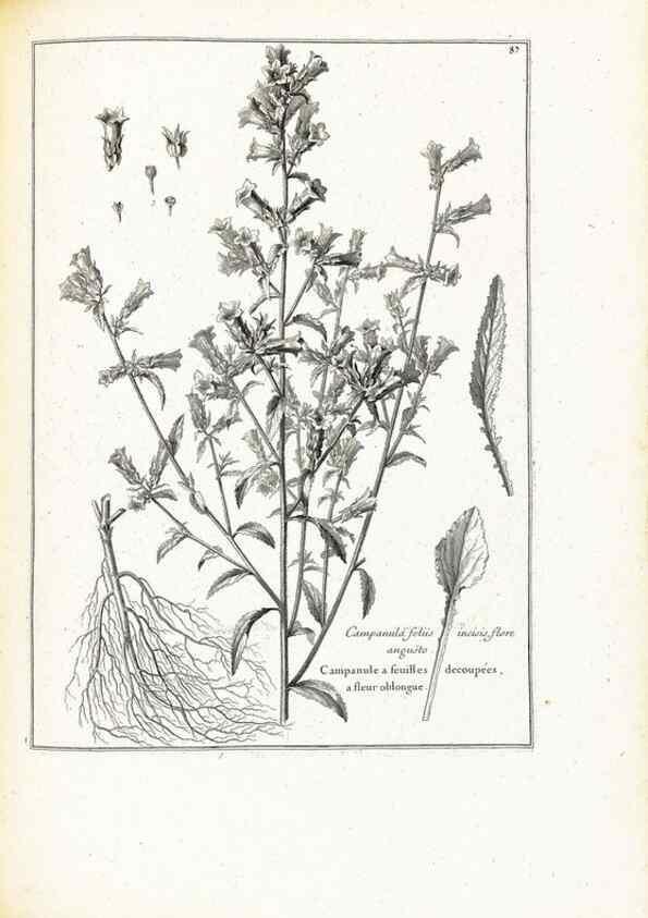 Reproducción/Reproduction 48583817092: [Recueil des plantes dessinées et gravées par ordre du roi Louis XIV].. Paris :Impr. royale,1786. 
