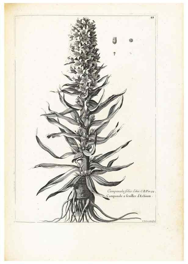 Reproducción/Reproduction 48583817572: [Recueil des plantes dessinées et gravées par ordre du roi Louis XIV].. Paris :Impr. royale,1786. 