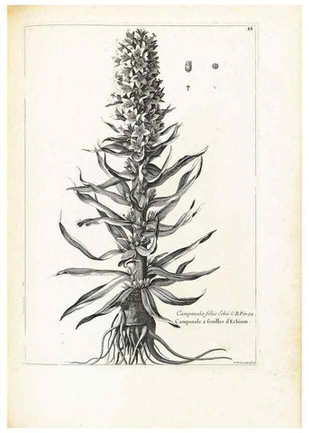Reproducción/Reproduction 48583817572: [Recueil des plantes dessinées et gravées par ordre du roi Louis XIV].. Paris :Impr. royale,1786. 