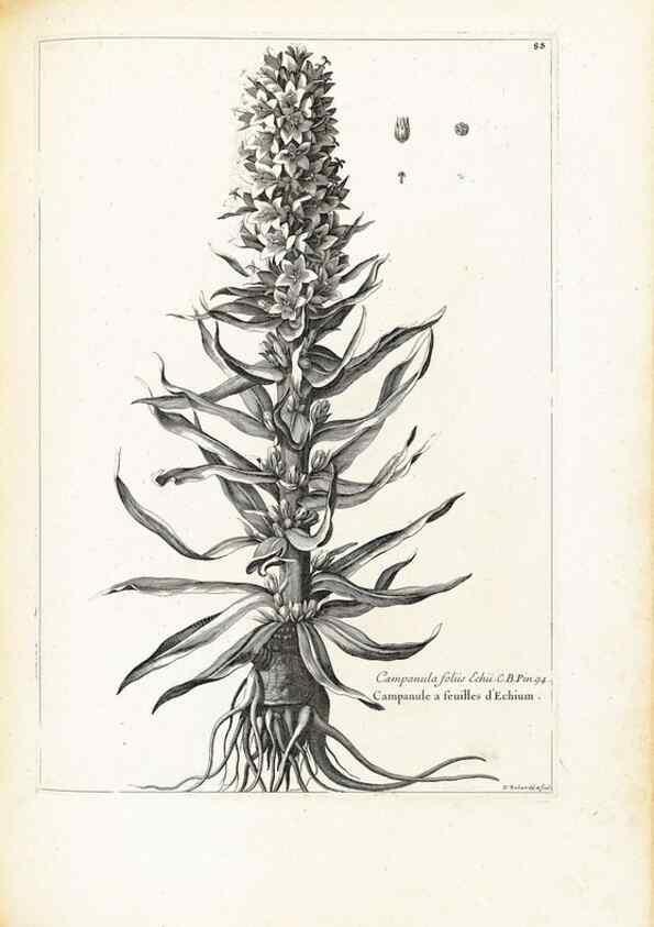 Reproducción/Reproduction 48583817572: [Recueil des plantes dessinées et gravées par ordre du roi Louis XIV].. Paris :Impr. royale,1786. 