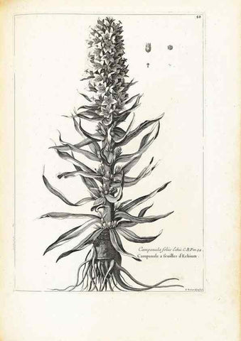 Reproducción/Reproduction 48583817572: [Recueil des plantes dessinées et gravées par ordre du roi Louis XIV].. Paris :Impr. royale,1786. 