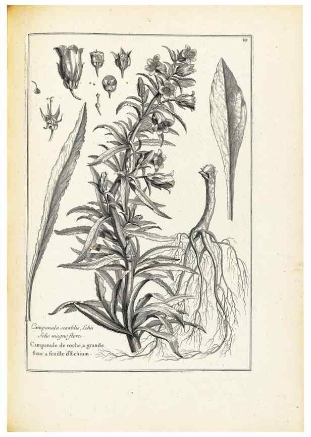 Reproducción/Reproduction 48583665906: [Recueil des plantes dessinées et gravées par ordre du roi Louis XIV].. Paris :Impr. royale,1786. 