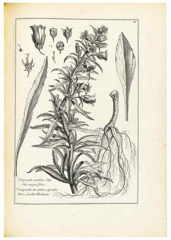 Reproducción/Reproduction 48583665906: [Recueil des plantes dessinées et gravées par ordre du roi Louis XIV].. Paris :Impr. royale,1786. 