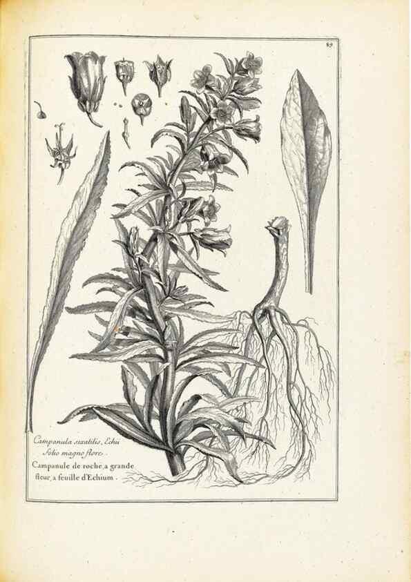 Reproducción/Reproduction 48583665906: [Recueil des plantes dessinées et gravées par ordre du roi Louis XIV].. Paris :Impr. royale,1786. 