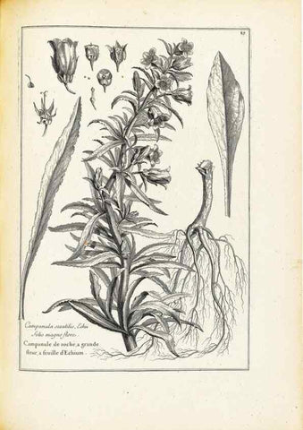 Reproducción/Reproduction 48583665906: [Recueil des plantes dessinées et gravées par ordre du roi Louis XIV].. Paris :Impr. royale,1786. 