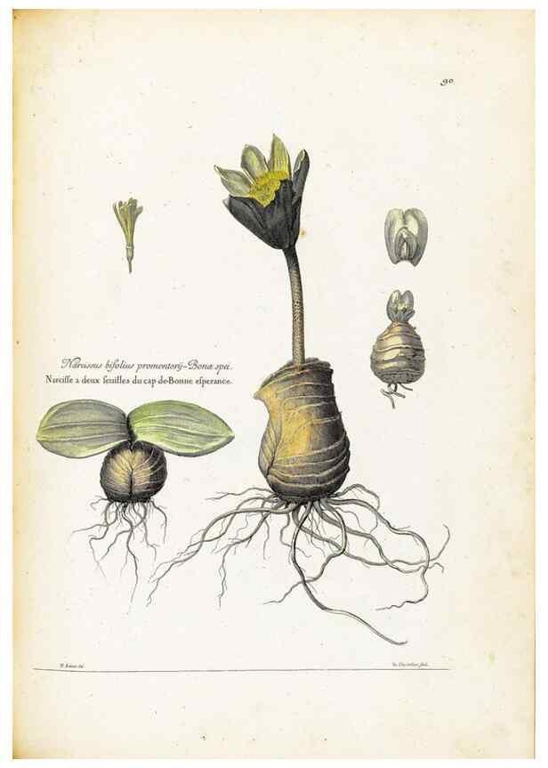 Reproducción/Reproduction 48583666321: [Recueil des plantes dessinées et gravées par ordre du roi Louis XIV].. Paris :Impr. royale,1786. 