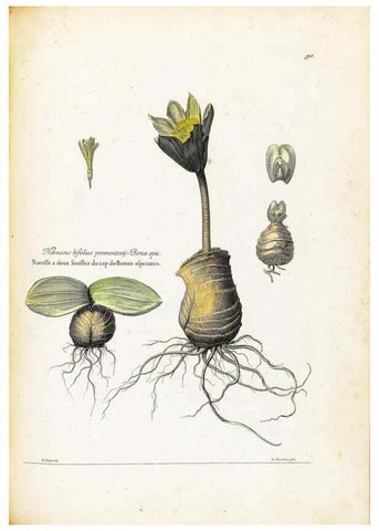 Reproducción/Reproduction 48583666321: [Recueil des plantes dessinées et gravées par ordre du roi Louis XIV].. Paris :Impr. royale,1786. 