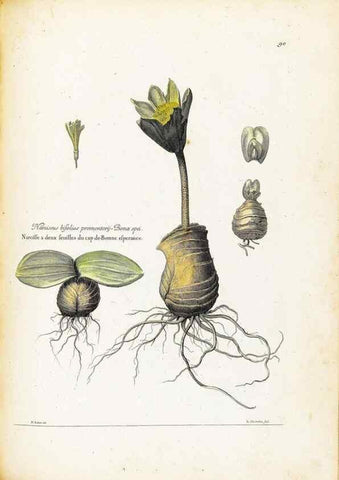 Reproducción/Reproduction 48583666321: [Recueil des plantes dessinées et gravées par ordre du roi Louis XIV].. Paris :Impr. royale,1786. 