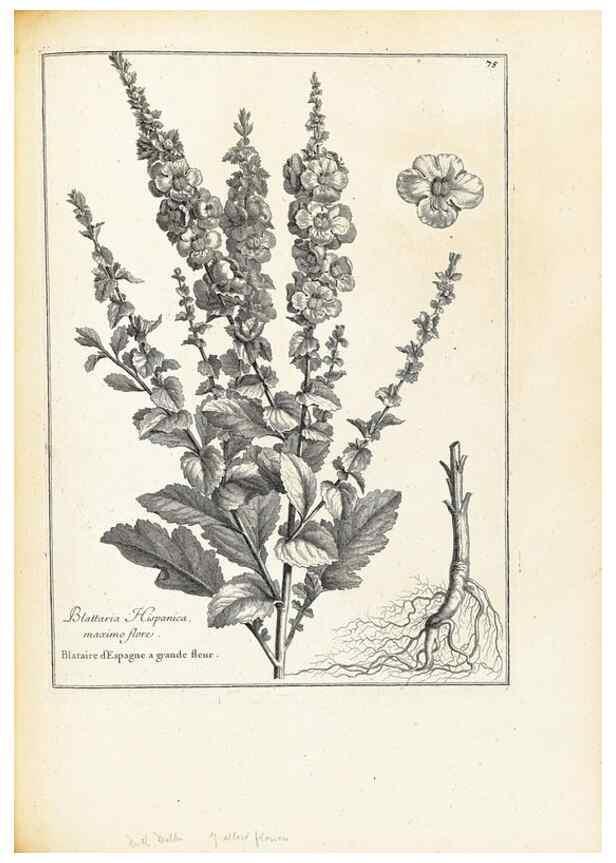 Reproducción/Reproduction 48583633221: [Recueil des plantes dessinées et gravées par ordre du roi Louis XIV].. Paris :Impr. royale,1786. 