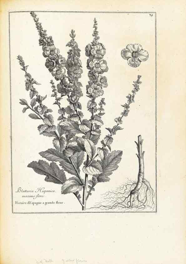 Reproducción/Reproduction 48583633221: [Recueil des plantes dessinées et gravées par ordre du roi Louis XIV].. Paris :Impr. royale,1786. 
