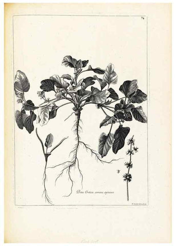 Reproducción/Reproduction 48583632846: [Recueil des plantes dessinées et gravées par ordre du roi Louis XIV].. Paris :Impr. royale,1786. 